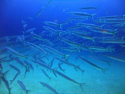 dive-malta1.jpg