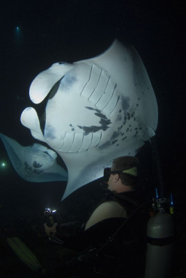 keller_laros_and_manta_ray_-_jacks_diving_locker.jpg