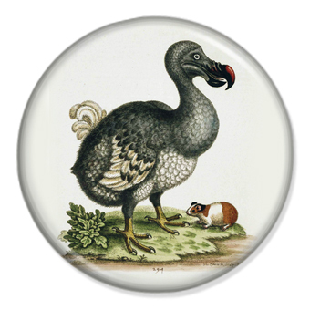 Dodo.JPG