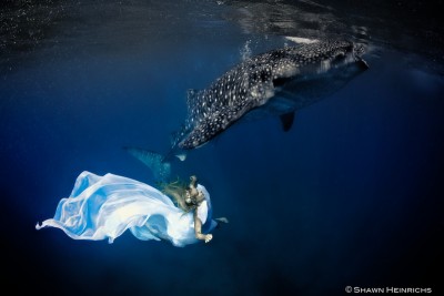 kristian-schmidt-underwater-photography-shark-whale-chicquero-281.jpg