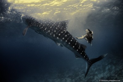 kristian-schmidt-underwater-photography-shark-whale-chicquero-251.jpg