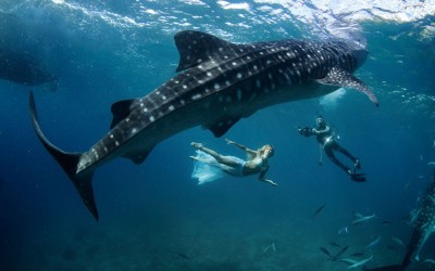 kristian-schmidt-underwater-photography-shark-whale-chicquero-071.jpg