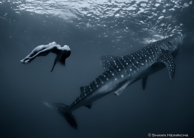 kristian-schmidt-underwater-photography-shark-whale-chicquero-061.jpg