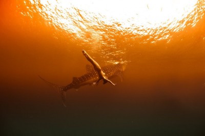 kristian-schmidt-underwater-photography-shark-whale-chicquero-051.jpg