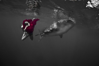 kristian-schmidt-underwater-photography-shark-whale-chicquero-041.jpg