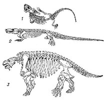 Pareiosaur.jpg