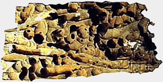 pallada_3.jpg