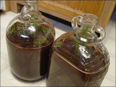 91c9351937e64129992d99b9ba83129b_spruce_beer_thumb[1].jpg