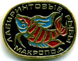 fish_makropod.jpg