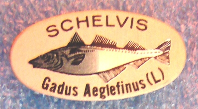 Aeglephinus.jpg