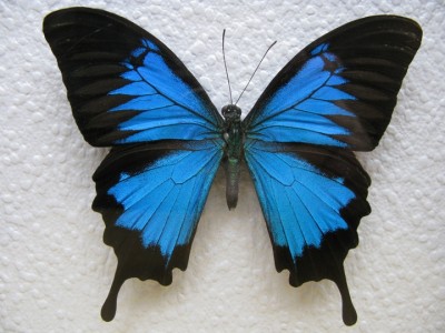 papilio_ulisses1.jpg