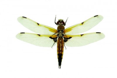Libellula_quadrimaculata.jpg