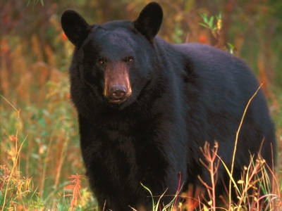 California-Black-Bear-3.jpg