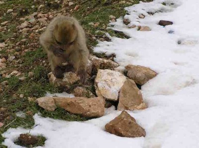 Morocco.Monkey. Atlas mountains. Winter.jpg