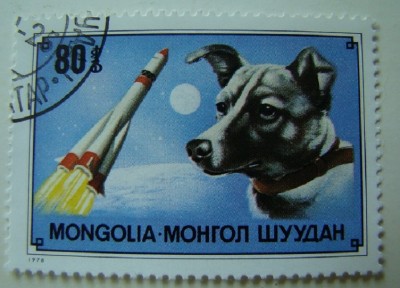laika.jpg