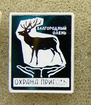 Олень.jpg