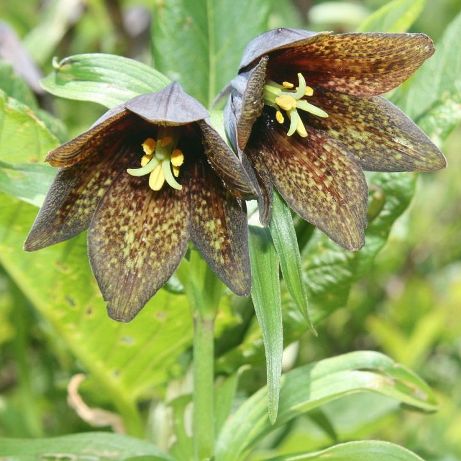 Fritillaria_camschatcensis_in_Mount_Haku_2011-07-17.jpg