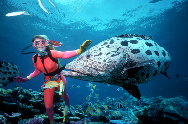 divinggreatbarrierreef600x400.jpg