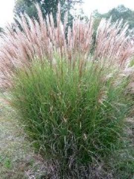 susuki grass.jpg