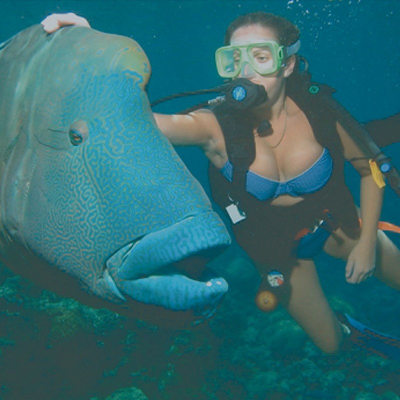 scuba-diving-with-our-giant-maori-wrasse-on-our-great-barrier-reef-site.jpg