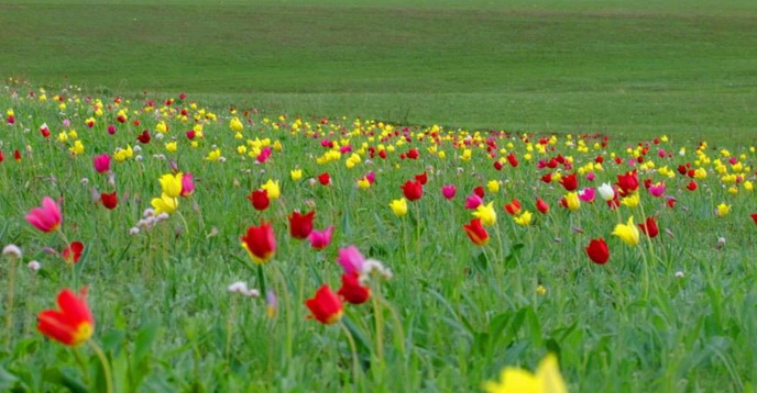 степь. весна.jpg