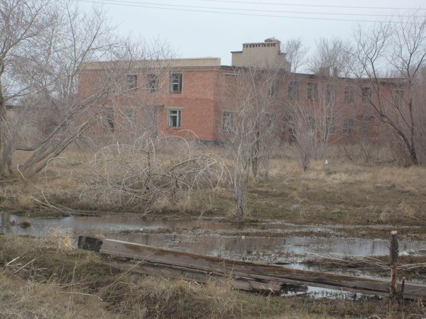 брошенный сокол.jpg