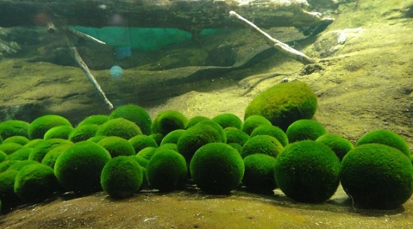 marimo.jpg