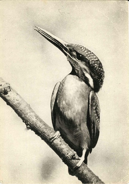Птицы 1968. 10 Зимородок а.jpg