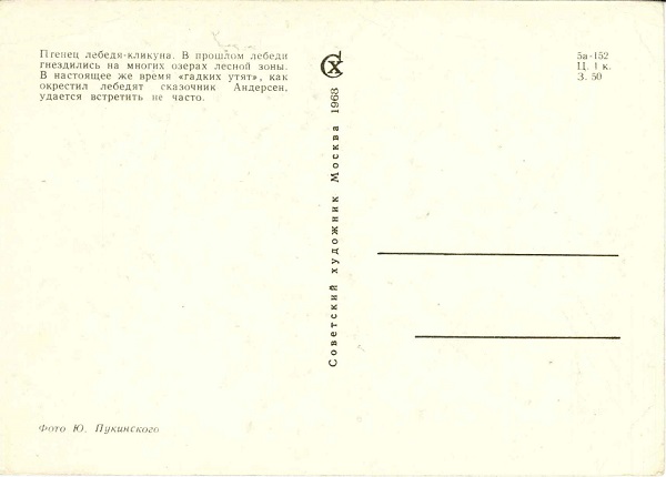 Птицы 1968. 12 Птенец лебедя-кликуна р.jpg