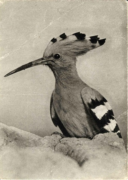 Птицы 1968. 14 Удод а.jpg