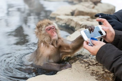 Snow monkeys2-r.jpg