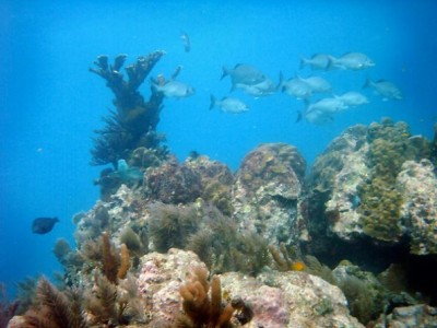 fl2.jpg