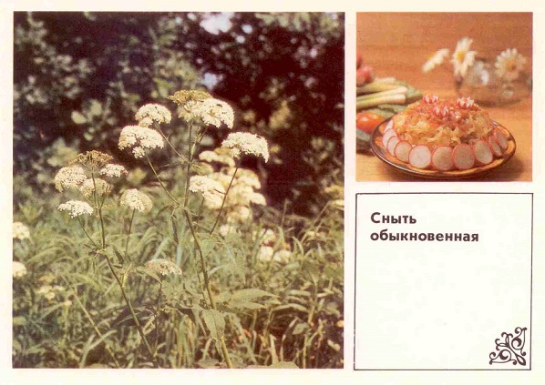 04 Сныть обыкновенная ав.jpg