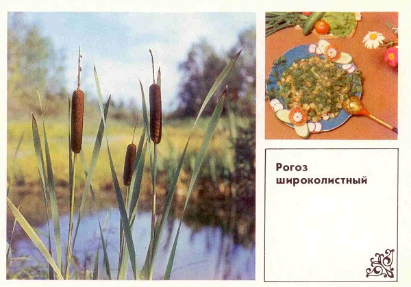 12 Рогоз широколистный ав.jpg