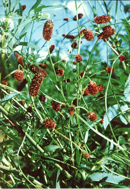 13 Зеленая аптека. Вып. 3, Кровохлебка лекарственная а.jpg