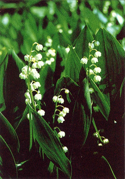 14 Зеленая аптека. Вып. 3, Ландыш Кейске (дальневосточный ландыш) а.jpg