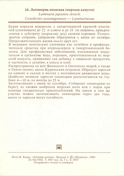 16 Зеленая аптека. Вып. 3, Ламинария японская (морская капуста) р.jpg