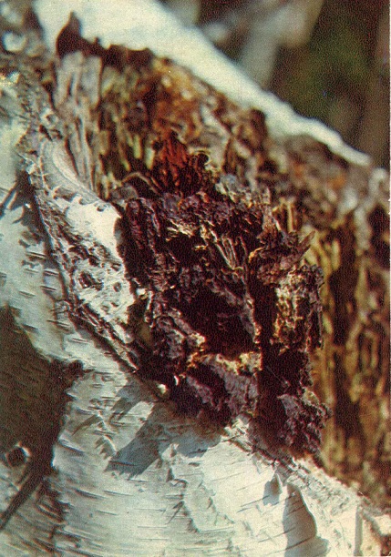 18 Зеленая аптека. Вып. 3, Чага (березовый гриб) а.jpg