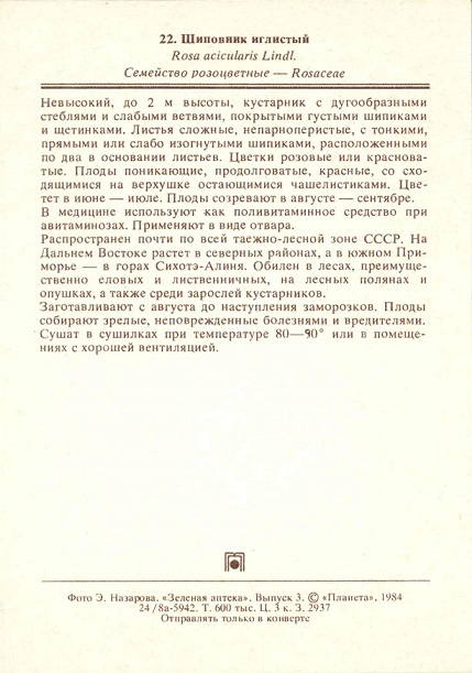 22 Зеленая аптека. Вып. 3, Шиповник иглистый р.jpg