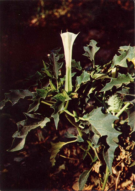 03 Зеленая аптека. Вып. 4. Дурман индейский (дурман безвредный) а.jpg