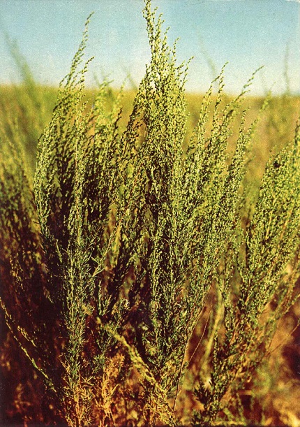 09 Зеленая аптека. Вып. 4. Полынь цитварная (дармина) а.jpg