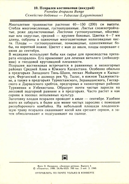 10 Зеленая аптека. Вып. 4. Псоралея костнковая (аккурай) р.jpg