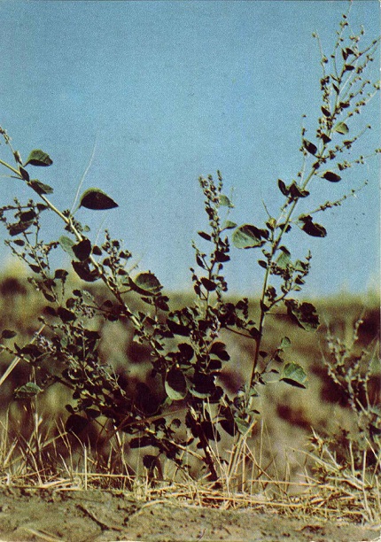 10 Зеленая аптека. Вып. 4. Псоралея костнковая (аккурай) а.jpg