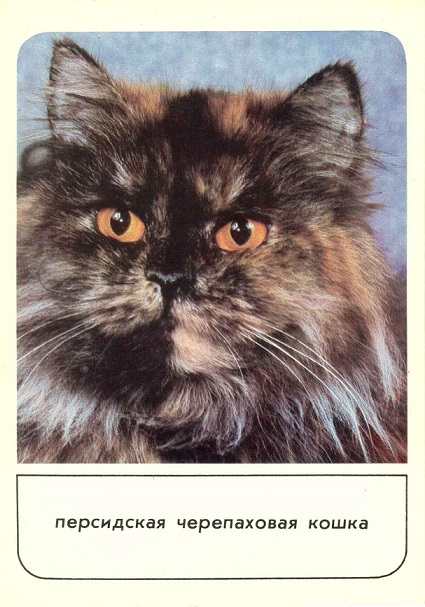 02 Кошки 1989. Зак. 2799. Персидская черепаховая а.jpg