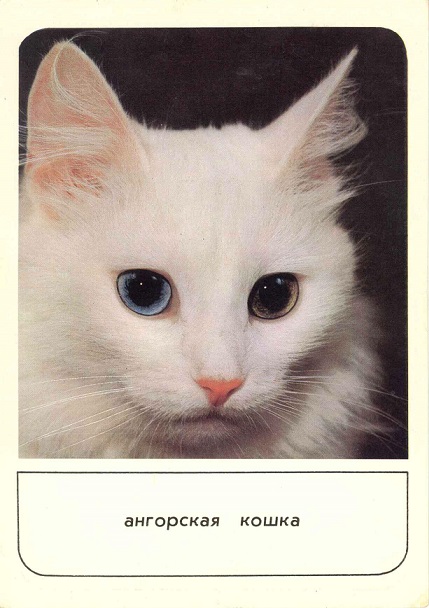 12 Кошки 1989. Зак. 2799. Ангорская а.jpg
