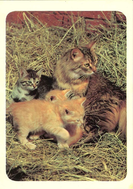 14 Кошки 1989. Зак. 2799. Кошка и котята а.jpg