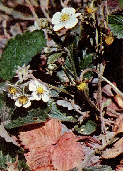 16 Экскурсия в природу. Весна 1972. Земляника обыкновенная а.jpg