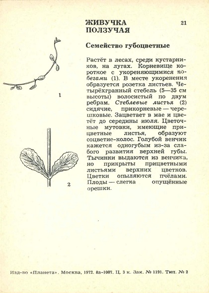 21 Экскурсия в природу. Весна 1972. Живучка ползучая р.jpg