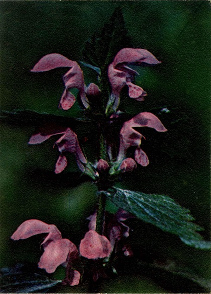 22 Экскурсия в природу. Весна 1972. Яснотка пятнистая а.jpg