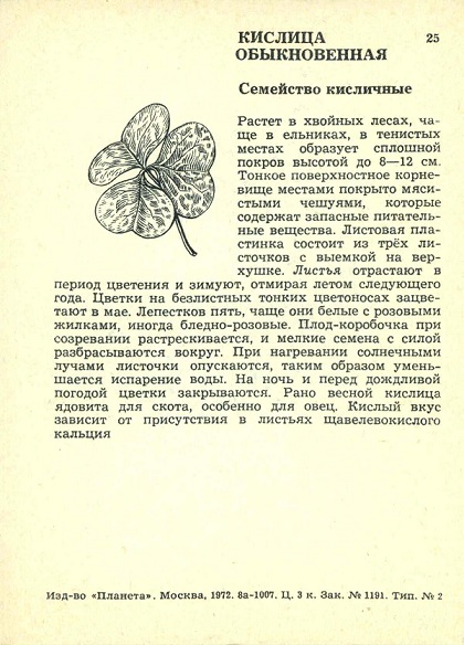 25 Экскурсия в природу. Весна 1972. Кислица обыкновенная р.jpg
